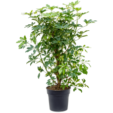 Schefflera arboricola 'Compacta'