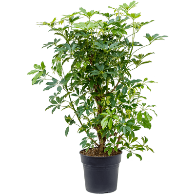 Растение горшечное Шеффлера/Schefflera arboricola 'Compacta'