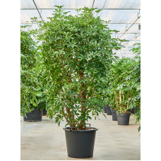 Schefflera arboricola 'Compacta'