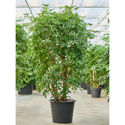 Растение горшечное Шеффлера/Schefflera arboricola 'Compacta'