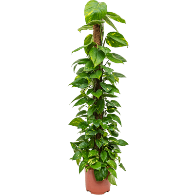 Растение горшечное Сциндапсус/Scindapsus (Epipremnum) 'Aureum'