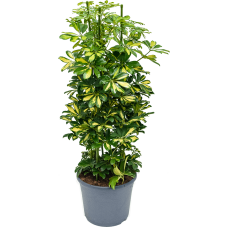 Schefflera gold capella