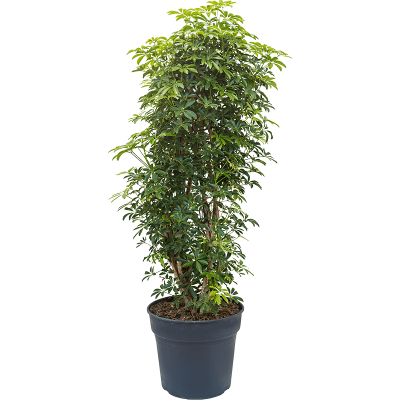 Растение горшечное Шефлера/Schefflera louisiana