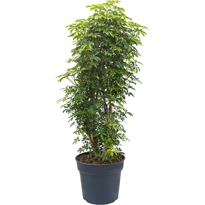 Растение горшечное Шеффлера/Schefflera arboricola 'Luseana'