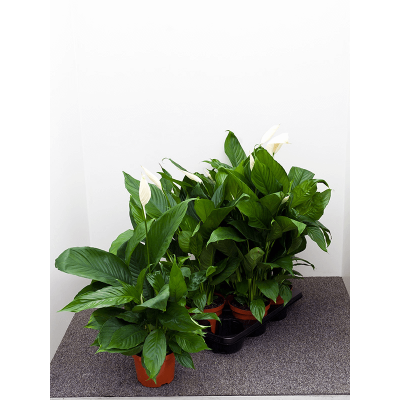 Растение горшечное Спатифиллум/Spathiphyllum 'Largo' 6/tray