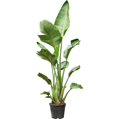 Растение горшечное Стрелиция/Strelitzia nicolai