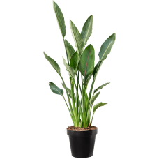 Strelitzia reginae (80-100)