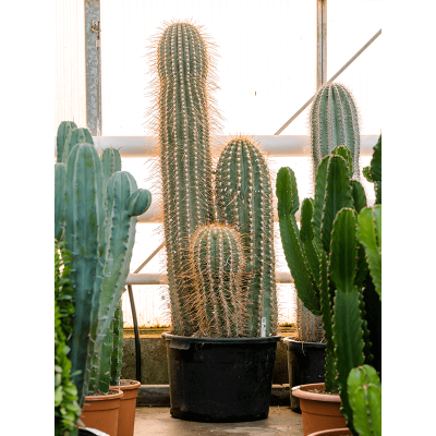 Растение горшечное Трихоцереус/Trichocereus pasacana