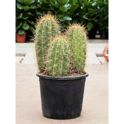 Растение горшечное Трихоцереус/Trichocereus pasacana 'variegata'