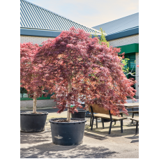 Acer pal. diss 'Crimson Queen'