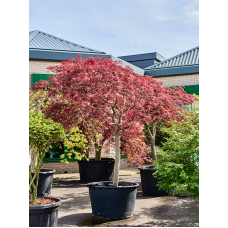 Acer pal. diss. 'Garnet'