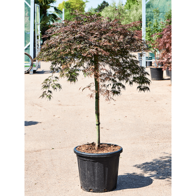 Растение горшечное Клён/Acer Palmatum 'Orangeola'