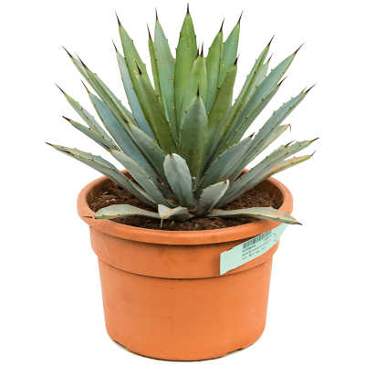 Растение горшечное Агава/Agave macroacantha