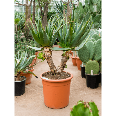 Растение горшечное Алоэ/Aloe arborescens