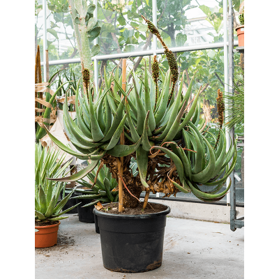 Растение горшечное Алоэ/Aloe castanea