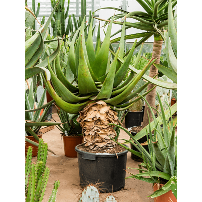 Растение горшечное Алоэ/Aloe tomentosa (100-120)