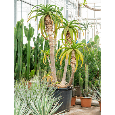 Растение горшечное Алоэ/Aloe traski