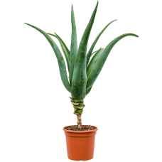 Aloe traski