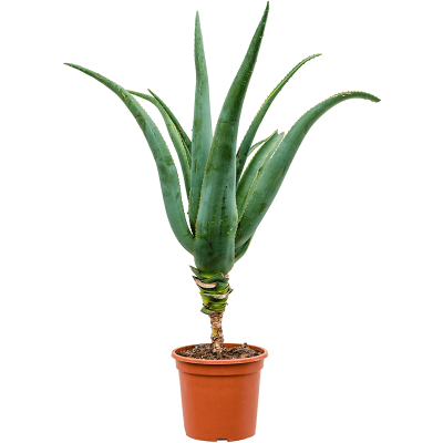 Растение горшечное Алоэ/Aloe traski