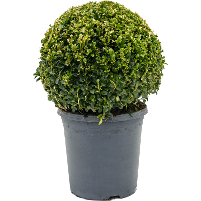 Растение горшечное Самшит/Buxus sempervirens