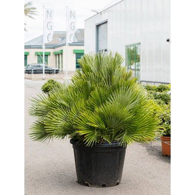 Растение горшечное Хамеропс/Chamaerops humilis 'Vulcano'