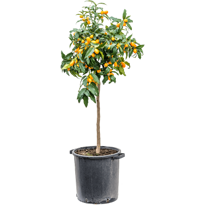 Растение горшечное Цитрофортунелла/Citrus (Citrofortunella) kumquat