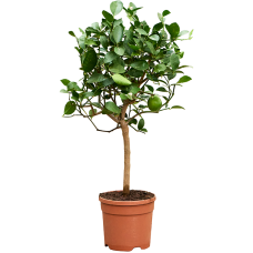 Citrus aurantifolia 'Green lime'