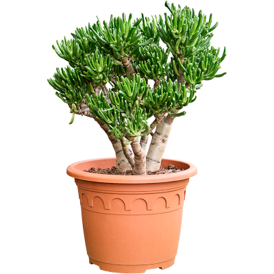 Растение горшечное Крассула/Crassula ovata 'Horn Tree'