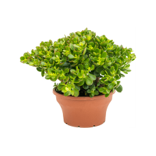 Crassula ovata 'Minor'