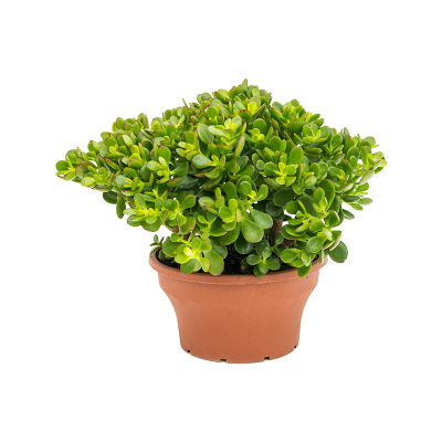 Растение горшечное Крассула/Crassula ovata 'Minor'