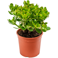 Crassula ovata