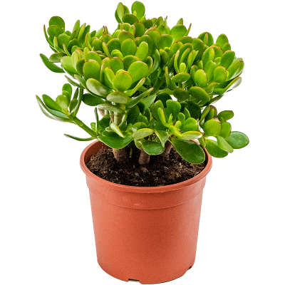 Растение горшечное Крассула/Crassula ovata