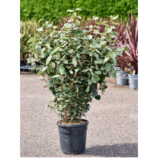 Elaeagnus ebbingei 'Compacta'