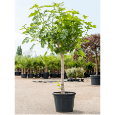 Ficus carica