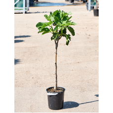 Ficus carica 'Variegata' (80-100)