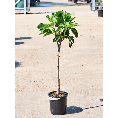 Растение горшечное Фикус/Ficus carica 'Variegata' (80-100)