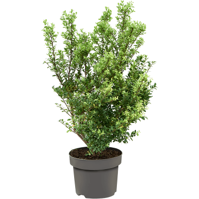 Растение горшечное Падуб городчатый/Ilex crenata 'Dark Green'