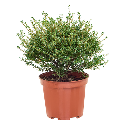 Растение горшечное Падуб городчатый/Ilex crenata 'Glory Gem'