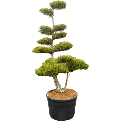 Растение горшечное Можжевельник/Juniperus chinensis 'Kuriwao gold'