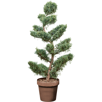 Растение горшечное Можжевельник/Juniperus virginiana 'Grey Owl' (160-180)