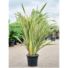 Phormium tenax 'Variegatum