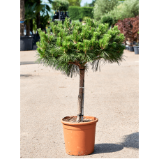 Pinus nigra 'Pierrick Bregeon' (100-120)