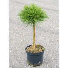 Pinus nigra 'Marie Brégeon'
