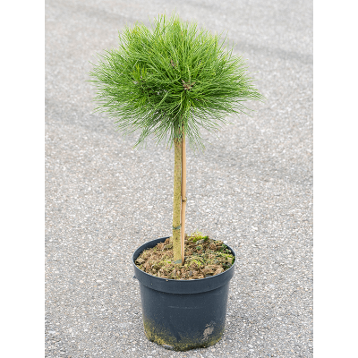 Растение горшечное Сосна/Pinus nigra 'Marie Brégeon'