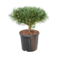 Pinus nigra 'Brepo'