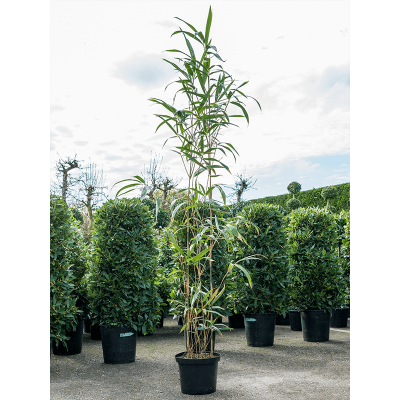 Растение горшечное Псевдосаза/Pseudosasa japonica