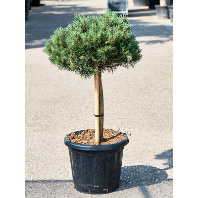 Растение горшечное Сосна/Pinus sylvestris 'Watereri'