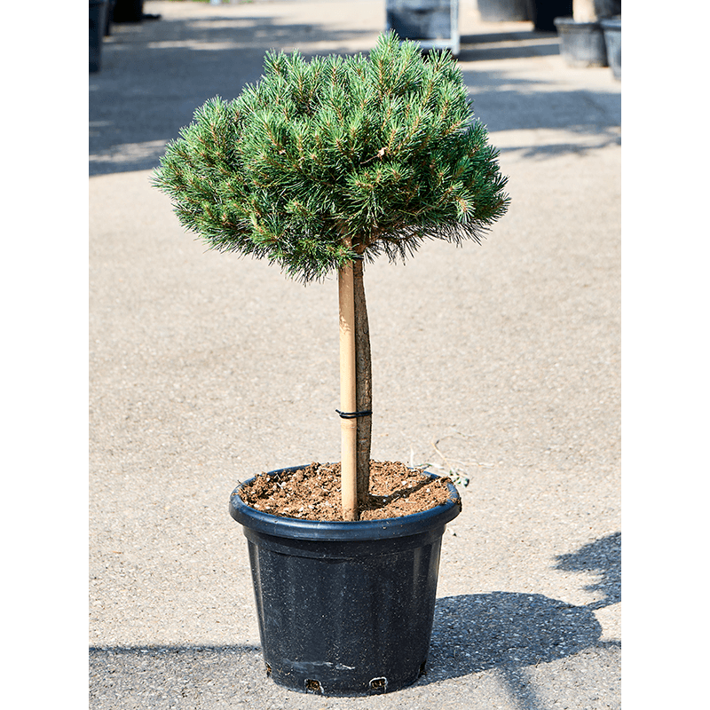 Pinus Sylvestris Watereri. Сосна обыкновенная Watereri. 0 Pinus Sylvestris Watereri. Сосна Ватерери на штамбе. Сосна ватерери купить