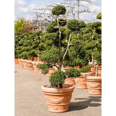 Растение горшечное Падуб городчатый/Ilex crenata 'Convexa'