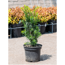 Taxus media 'Hillii'